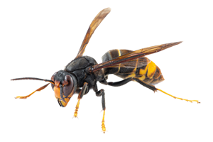 Frelon asiatique – destruction de nids